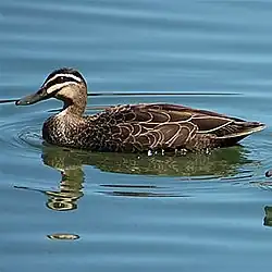 Pacifika brovanaso (Anas superciliosa)