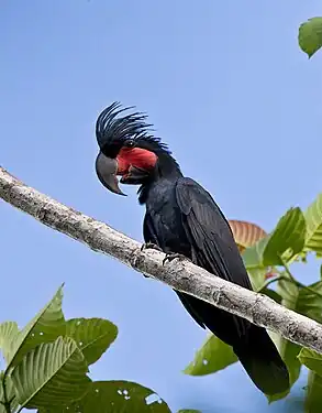 Speciano en urbeto Nimbokrang, provinco Papuo, Indonezio