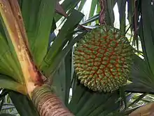 Frukto de Pandanus utilis