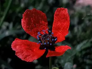 Hibrida Papavo (Papaver hybridum)