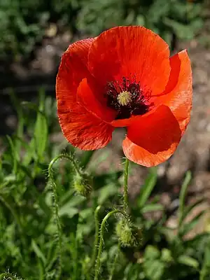 reado (Papaver rhoeas)