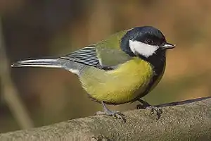 Granda paruo Parus major