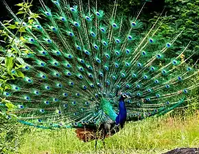 Barata pavo