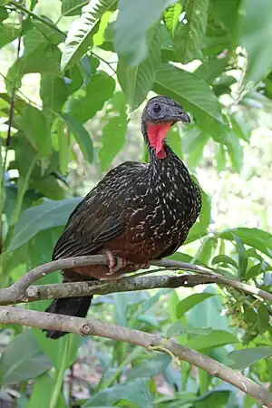 Granda penelopo en Nacia Parko Manuo, Peruo