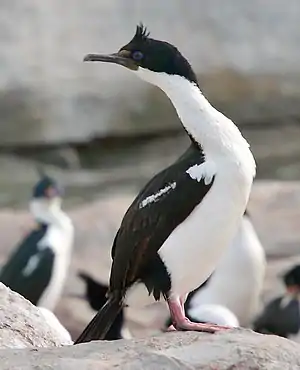 Imperia tufkormorano, Phalacrocorax atriceps.