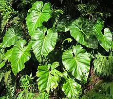 Philodendron giganteum