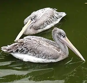 Rozdorsa pelikano (Pelecanus rufescens)