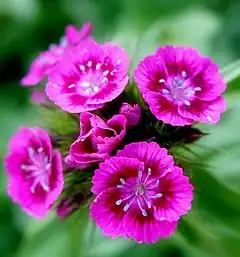 barba dianto (Dianthus barbatus)