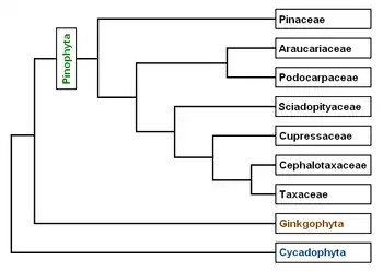 Laŭ  artikoloj de A. Farjon kaj C. J. Quinn & R. A. Price en Proceedings of the Fourth International Conifer Conference, Acta Horticulturae 615 (2003).