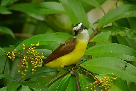 Cristofué aŭ pecho amarillo en Kostariko (La Selva)