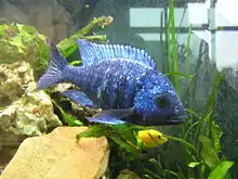 Placidochromis phenochilus.jpg