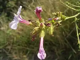 eŭropa plumbago (Plumbago europaea)