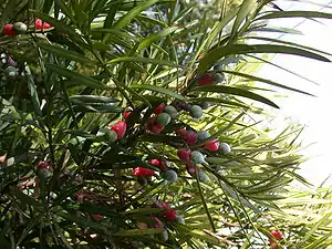 Podocarpus macrophyllus (foliaro kaj maturaj strobiloj)