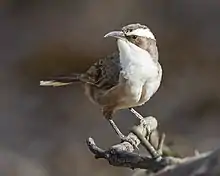 Pomatostomus superciliosus - Chiltern.jpg