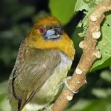 Prong-billed Barbet1.jpg