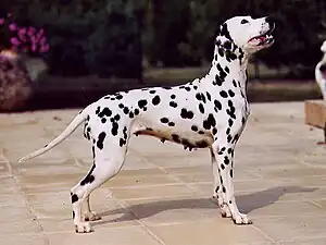 Dalmata hundo