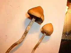 Psilocybe