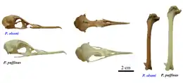 Live kaj meze: Kranio de P. olsoni (supre) kompare al kranio de P. puffinusDekstre: Humero de P. olsoni (live) kompare al humero de P. puffinus (dekstre)