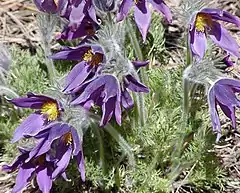 Pulsatilla vulgaris