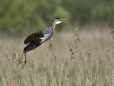 En naturrezervejo de Nederlando