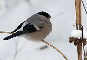 Griza pirolo, masklo