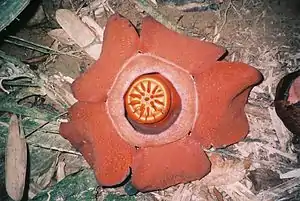 Rafflesia kerrii