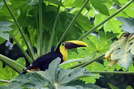 Brunbeka tukano