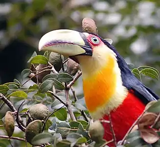 Dukolora tukano, Ramphastos dicolorus