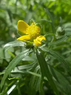 Ranunculus auricomus