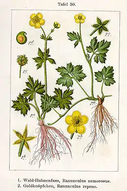 Ranunculus repens