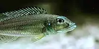 Reganochromis calliorus