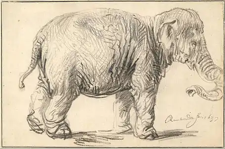 Elefanto 1637