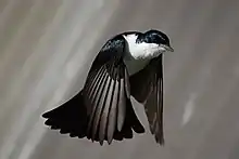  Black bird with white chest in flight with wings facing down and tail fanned and down pointing