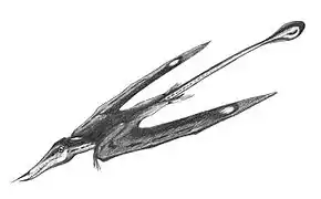 Rhamphorhynchus gemmingi