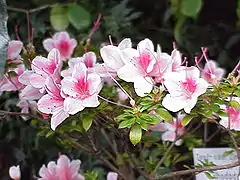 Rhododendron simsii