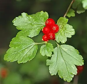 alpa ribo (Ribes alpinum)