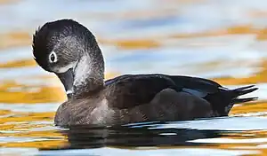 Ring-necked Duck1.jpg