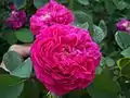 'Rose de Resht'