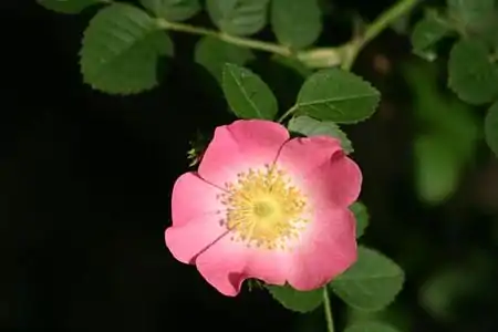 Eglanterio (Rosa eglanteria, Rosa rubiginosa)