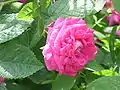 'Rose du Roi'