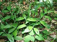 Ruscus hypoglossum, langa rusko