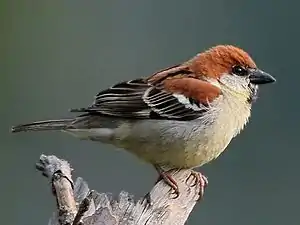 Ruĝa pasero, masklo en Kullu, Barato