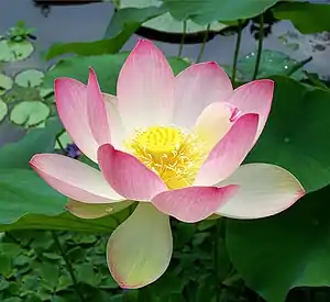 nuksa nelumbo (Nelumbo nucifera)