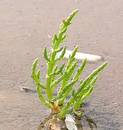 Salicornia europaea