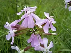 oficina saponario (Saponaria officinalis)