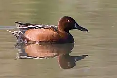 Cinamokapa anaso Anas cyanoptera septentrionalium, masklo