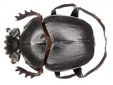 Scarabaeus jalof