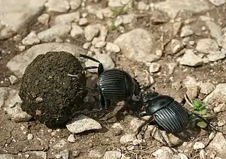 Scarabaeus laticollis