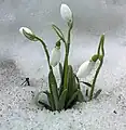 La neĝaj galantoj aŭ neĝboruloj - latine Galanthus nivalis traborantaj neĝon