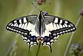 Papilio machaon